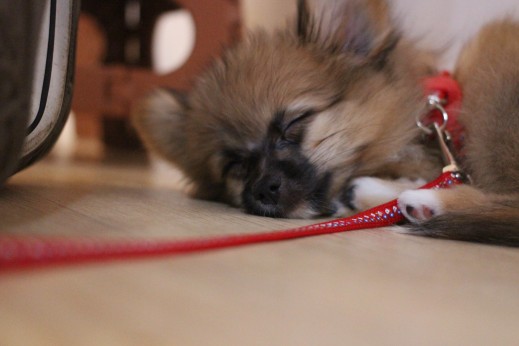 犬の保育園　バウビー　　しつけ　トレーニング　パピーパーティー　ポメラニアン　パピヨン　MIX　寝てる　リード　首輪