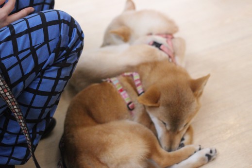 犬の保育園　バウビー　　しつけ　トレーニング　パピーパーティー　柴犬　2頭　姉妹　寝てる　