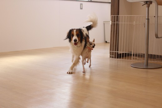 犬の保育園　ばうびー　しつけ　トレーニング　ミニチュアピンシャー　チワワ　コイケルホンディエ