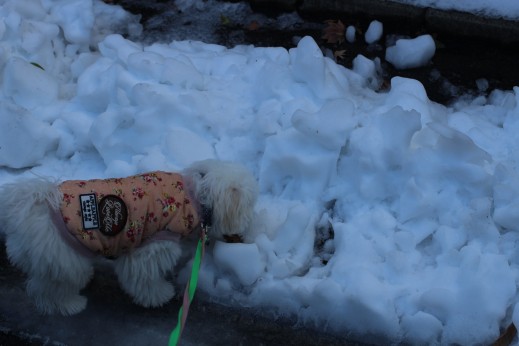 犬の保育園　ばうびー　しつけ　トレーニング　マルチーズ　トイプードル　MIX　お散歩　雪道　首輪　リード　洋服