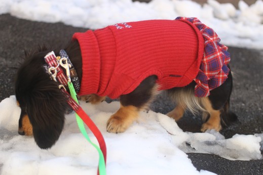 犬の保育園　ばうびー　しつけ　トレーニング　ミニチュアダックスフンド　お散歩　雪道　首輪　リード　洋服