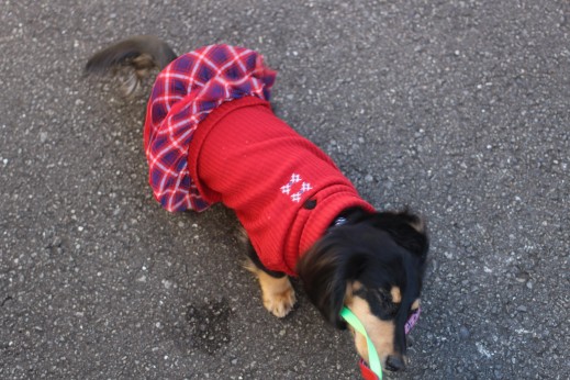 犬の保育園　ばうびー　しつけ　トレーニング　ミニチュアダックスフンド　お散歩　雪道　首輪　リード　洋服