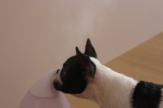 犬の保育園　ばうびー　しつけ　トレーニング　フレンチブルドッグ　加湿器