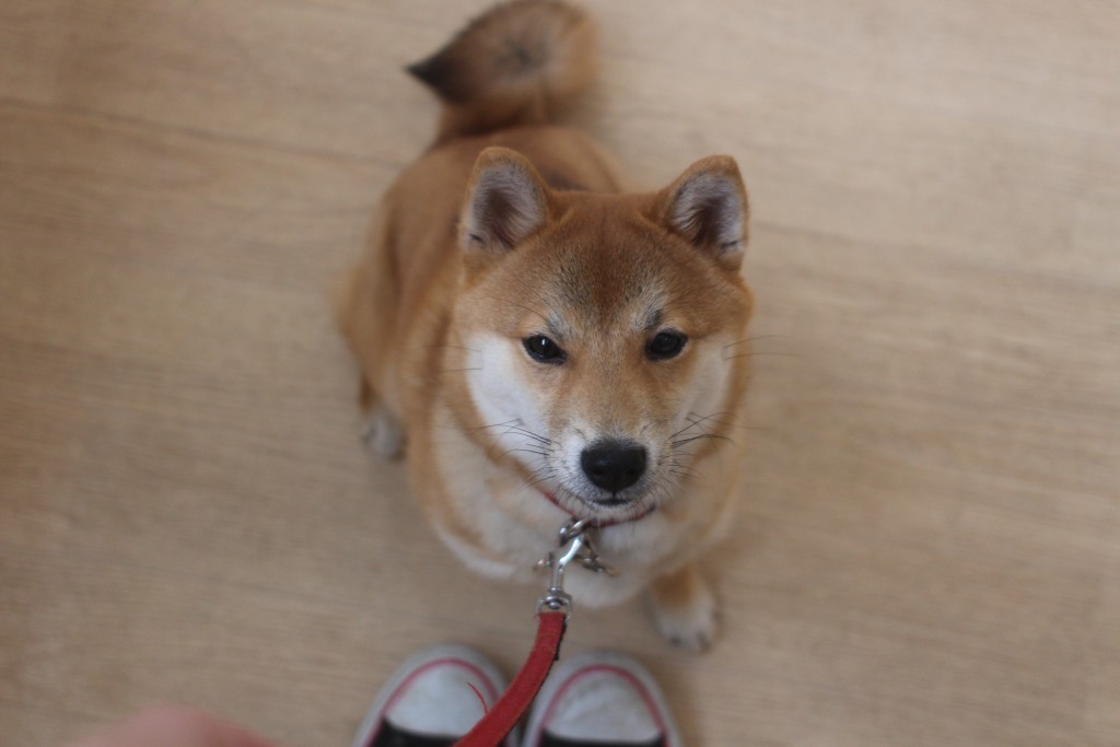 基本をしっかりと 犬の保育園 ホテル ばうびー Vowbee 東京都武蔵野市 三鷹 吉祥寺 犬のしつけ教室