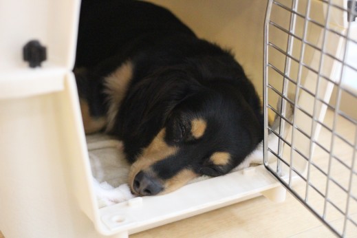 ミニチュアダックスフンド　お昼寝　犬の保育園　ばうびー　しつけ　トレーニング　寝顔