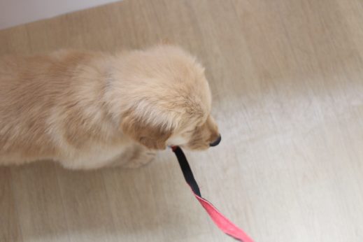 ゴールデンレトリーバー　大型犬　２か月のパピー　首輪　リード慣らし　一緒に歩く練習　