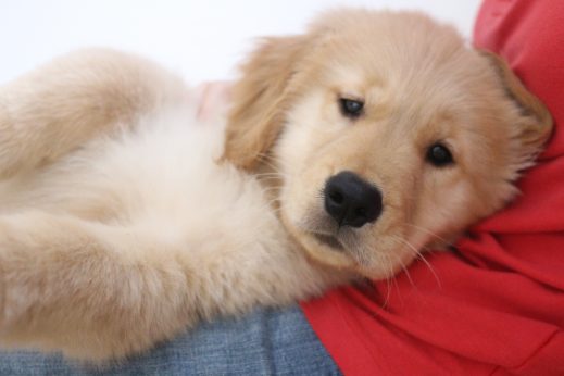 ゴールデンレトリーバー　２か月の大型犬　パピー　リラックスポジション　仰向け抱っこ　体を触る練習　足先　嫌がる　足拭き