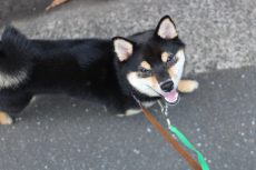 柴犬　日本犬　パピー　ヒールウォークの練習　隣を歩く　アイコンタクト　リードの引っ張り　