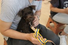 ミニチュアシュナウザー　パピーパーティー　抱っこされる　子犬の抱き方　しつけ方　トレーニング方法