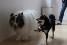 柴犬　シェルティー　犬同士の遊び　室内での遊び方