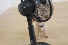 ワイヤーヘアードミニチュアダックスフンド　扇風機に慣れる　風を浴びる犬　モノ慣れ　社会化