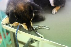 柴犬　爪切りの練習　爪切りが苦手　爪切りを克服する方法　爪切りに慣れるためには　トリミング台の上に乗る