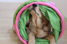 ゴールデンレトリーバー　犬の保育園　ばうびー　トンネルでモノ慣れの練習　室内で色々な物に慣れる方法