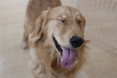 犬の保育園　犬のしつけ　犬のトレーニング　吉祥寺　ばうびー　ゴールデンレトリーバー　笑顔