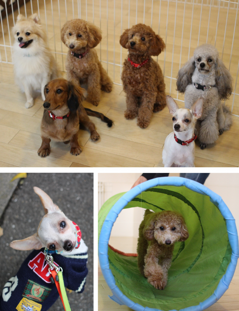 武蔵野・三鷹市　犬の保育園＆ホテル・デイケア vowbee blue (ばうびー ぶるー)　犬のしつけ・ドッグトレーニング