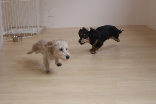 ワイヤーヘアードミニチュアダックスフンド　犬の保育園　バウビー　しつけ　トレーニング　２頭　犬同士の遊び