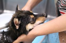 柴犬　シャンプー　水が苦手　顔周りや体を触られることが苦手　シャワーが嫌い　爪切り