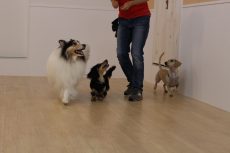 ミニチュアダックスフンド　シェルティー　多頭でヒールウォークの練習　楽しそうにみんなで過ごす保育園　他の犬と一緒にいられるメリット