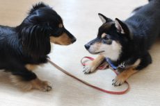 ミニチュアダックスフンド　柴犬　犬の保育園　ばうびー　犬同士のあいさつ　黒い犬　２頭でトレーニング