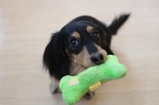 犬の保育園　犬のしつけ　犬のトレーニング　吉祥寺　　ミニチュアダックスフンド　おもちゃ遊び