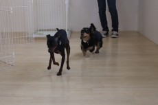 犬の保育園　ばうびー　犬のしつけ　犬のトレーニング　吉祥寺　犬のお友達　犬同士　遊び　ミニチュアダックスフンド　ミニチュアピンシャー