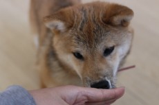 柴犬　においを嗅ぐ　犬の保育園　トレーニング　