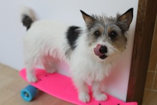 犬の保育園　ジャックラッセルテリア　犬のトレーニング　犬とスケボー　犬の体幹　犬の体幹トレーニング