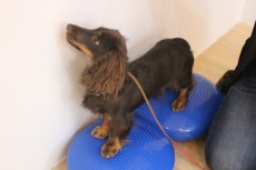 犬の保育園　バランスを鍛える　体幹トレーニング　ダックスフンド