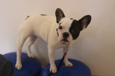 フレンチブルドッグ　犬の保育園　体幹トレーニング　バランスを鍛える　レッスン