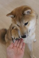 犬鬼幼稚園　ドッグスクール　東京　柴犬　子犬のトレーニング