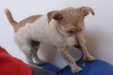 犬の保育園　ワイヤーヘアードミニチュアダックスフンドの小梅ちゃん　犬の体幹　犬のトレーニング