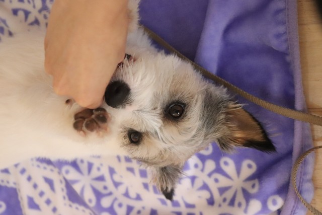 新しいトリックに挑戦 犬の保育園 ホテル ばうびー Vowbee 東京都武蔵野市 三鷹 吉祥寺 犬のしつけ教室