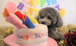 3歳になりました～🎈🎁