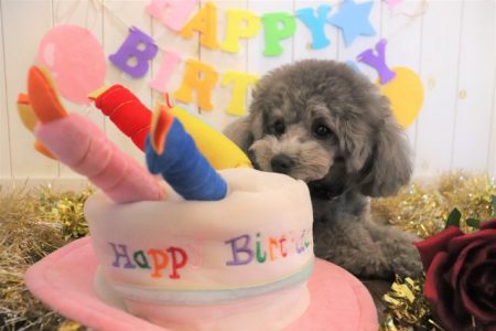 21年2月 犬の保育園 ホテル ばうびー Vowbee 東京都武蔵野市 三鷹 吉祥寺 犬のしつけ教室