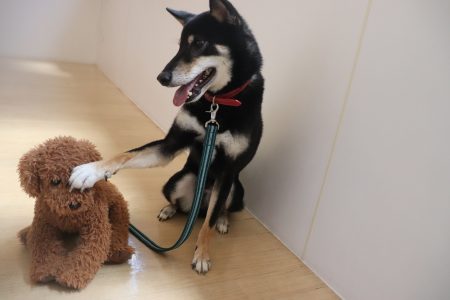 21年8月19日 犬の保育園 ホテル ばうびー Vowbee 東京都武蔵野市 三鷹 吉祥寺 犬のしつけ教室