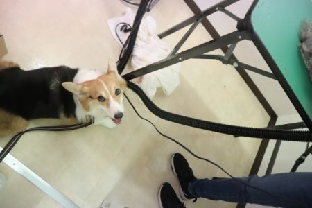 シャンプーの見学中～☆