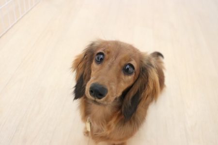 保育園生　モモちゃん