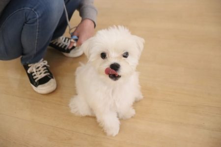 保育園生　ピースくん