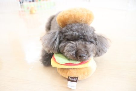 ハンバーガーはいかが？