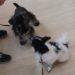 犬の保育園　ばうびー　犬のしつけ　犬のトレーニング　吉祥寺　犬のお友達　犬同士　遊び　パピヨン　ミニチュアシュナウザー