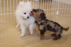 吉祥寺、三鷹、小金井の犬のしつけ