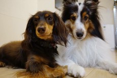 三鷹の犬のしつけ教室,落ち着く