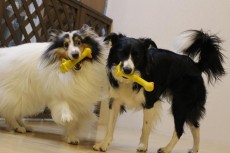 武蔵野市,犬のしつけ,シェルティー　ボーダーコリー　おもちゃ遊び　2頭