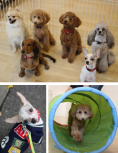 三鷹市・武蔵野市　犬の保育園＆ホテル・デイケア vowbee blue (ばうびー ぶるー)　犬のしつけ・ドッグトレーニング