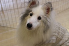 犬の保育園　コース料金