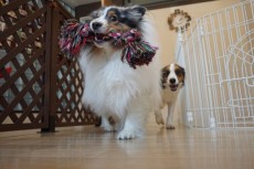 犬のしつけは保育園
