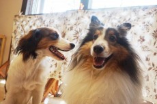 犬のしつけはカウンセリングから