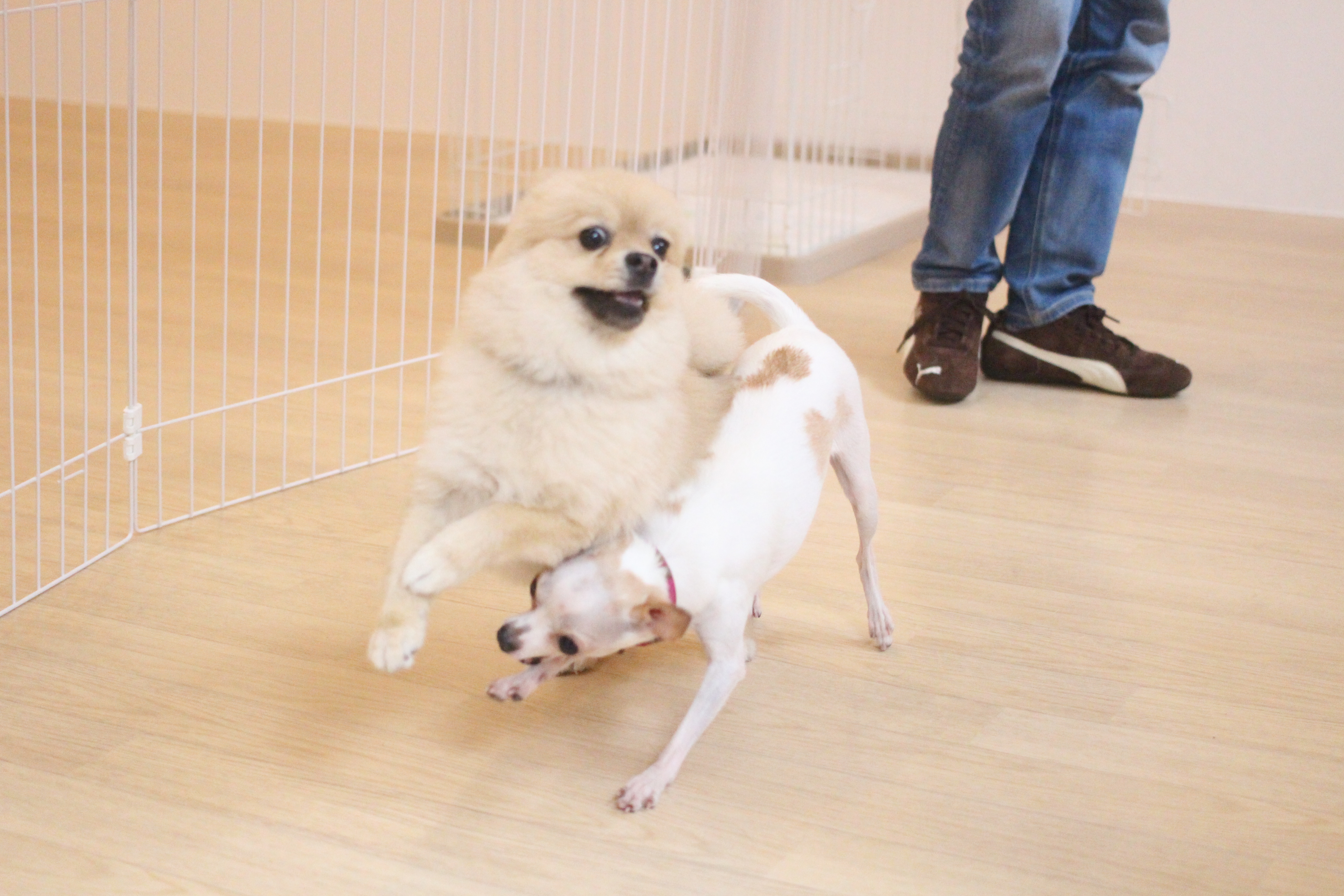 ポメラニアン　ミニチュアピンシャー　チワワ　遊び　犬同士