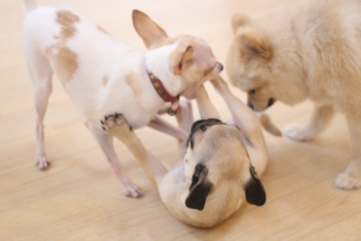 ポメラニアン　チワワ　ミニチュアピンシャー　パグ　犬同士の遊び