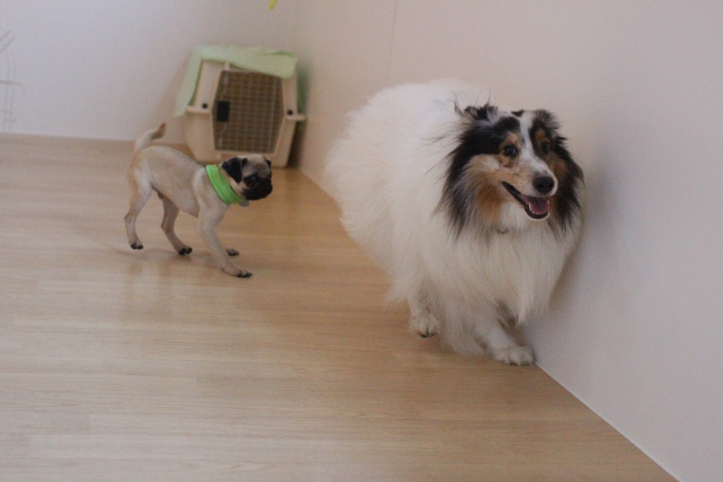 パグ　シェルティー　遊び　パピー　犬の保育園　バウビー